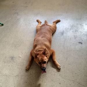 Meet your Posher, Cameron